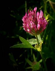 The Living Forest (410) : Red Clover 