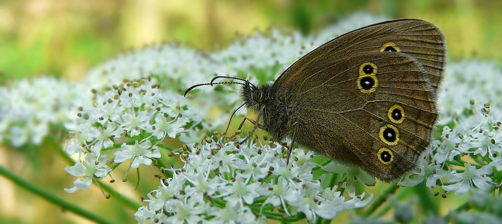 The Living Forest (411) : Ringlet