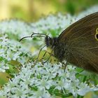 The Living Forest (411) : Ringlet