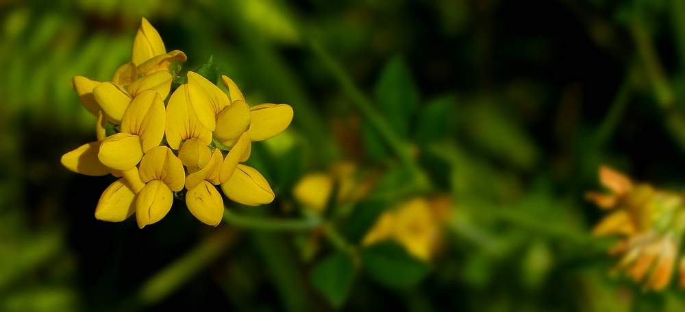 The Living Forest (412) : Bird's-foot Trefoil