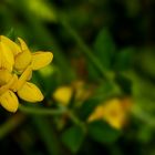 The Living Forest (412) : Bird's-foot Trefoil