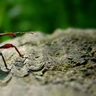 The Living Forest (413) : Acorn Weevil