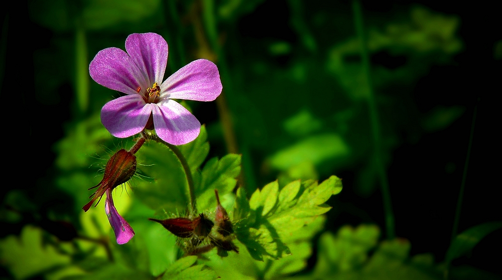 The Living Forest (414) : Herb Robert