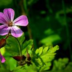 The Living Forest (414) : Herb Robert