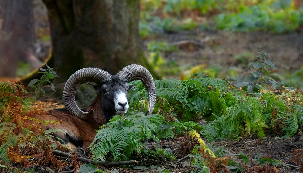 The Living Forest (415) : European Mouflon 