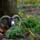 The Living Forest (415) : European Mouflon 