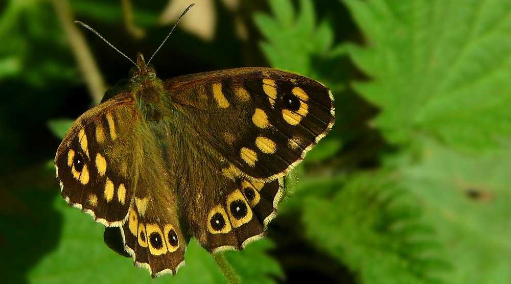 The Living Forest (416) : Speckled Wood