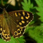 The Living Forest (416) : Speckled Wood