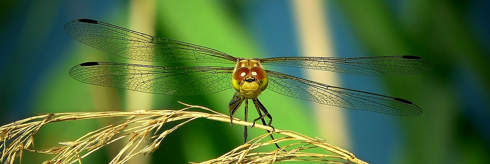 The Living Forest (417) : Ruddy Darter (female)