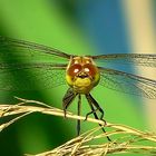 The Living Forest (417) : Ruddy Darter (female)