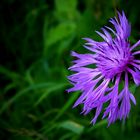 The Living Forest (418) : Brown Knapweed