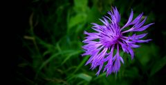 The Living Forest (418) : Brown Knapweed