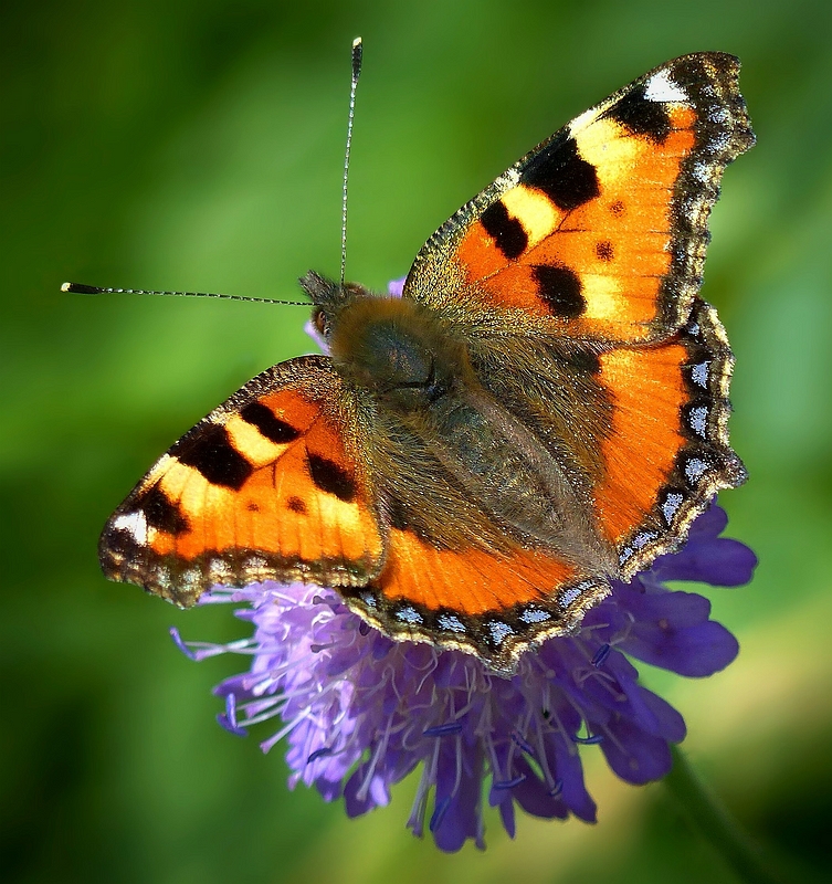 The Living Forest (419) : Small Tortoiseshell 