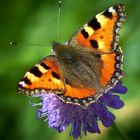 The Living Forest (419) : Small Tortoiseshell 