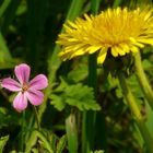 The Living Forest (42) : Herb-Robert