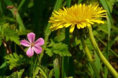 The Living Forest (42) : Herb-Robert