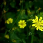 The Living Forest (420) : Nipplewort