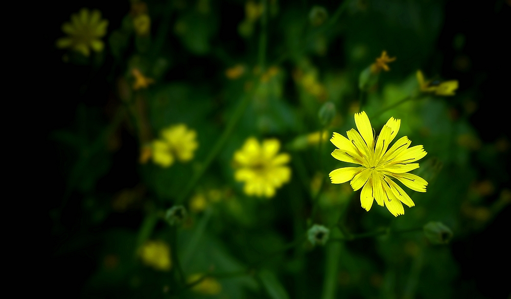 The Living Forest (420) : Nipplewort