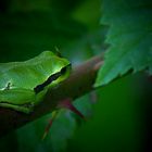 The Living Forest (421) : Tree Frog 