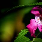 The Living Forest (422) : Himalayan Balsam