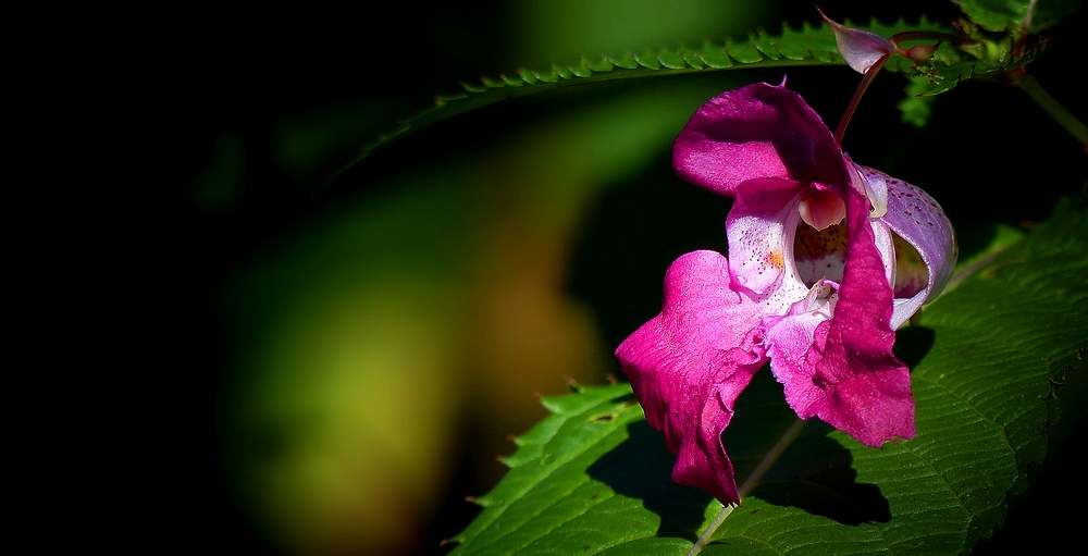 The Living Forest (422) : Himalayan Balsam