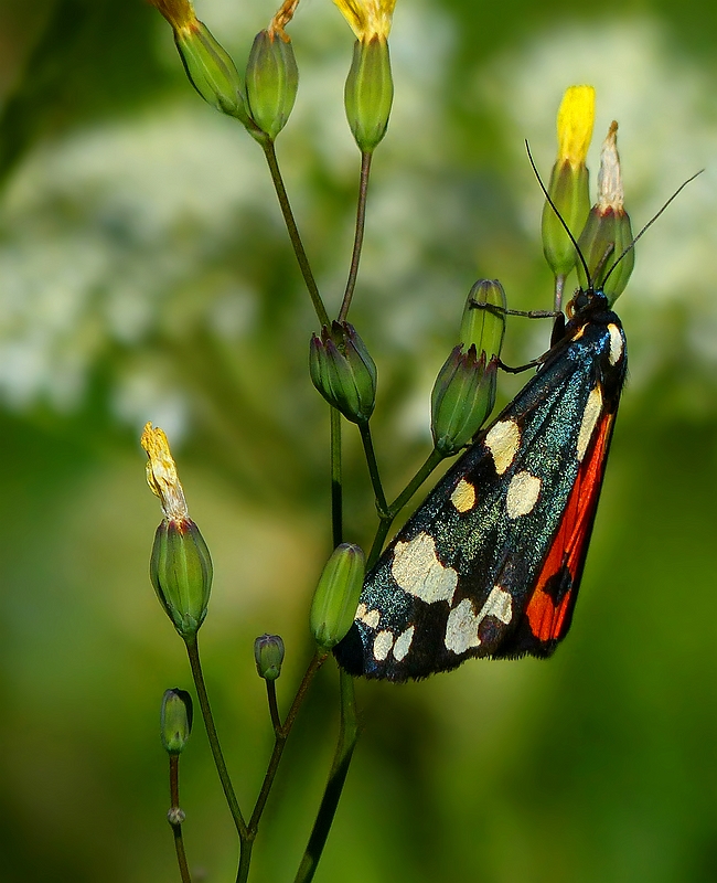 The Living Forest (423) : Scarlet Tiger