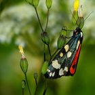 The Living Forest (423) : Scarlet Tiger