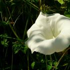 The Living Forest (424) : Hedge Bindweed