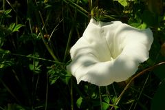 The Living Forest (424) : Hedge Bindweed