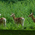 The Living Forest (425) : Fallow Deer 