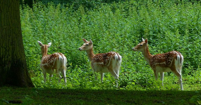 The Living Forest (425) : Fallow Deer 
