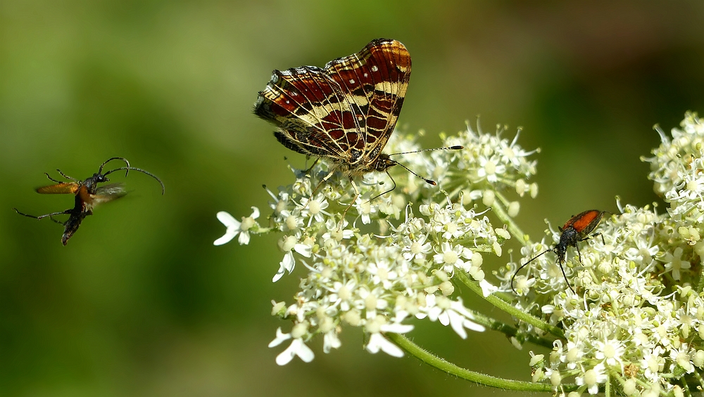 The Living Forest (426) : Nectar paradise