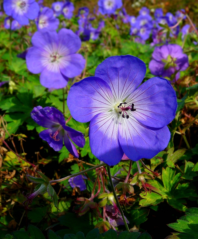 The Living Forest (427) : Meadow Cranesbill