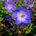 The Living Forest (427) : Meadow Cranesbill