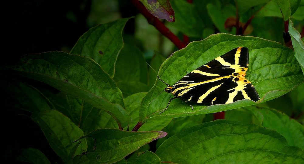 The Living Forest (428) : Jersey Tiger