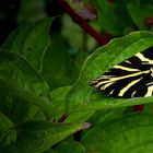 The Living Forest (428) : Jersey Tiger