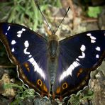 The Living Forest (429) : Purple Emperor (male)