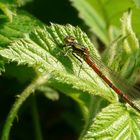 The Living Forest (43) : Large Red Damselfly (female)