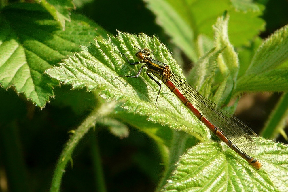 The Living Forest (43) : Large Red Damselfly (female)