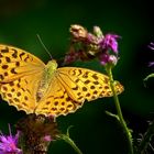 The Living Forest (430) : Silver-washed Fritillary