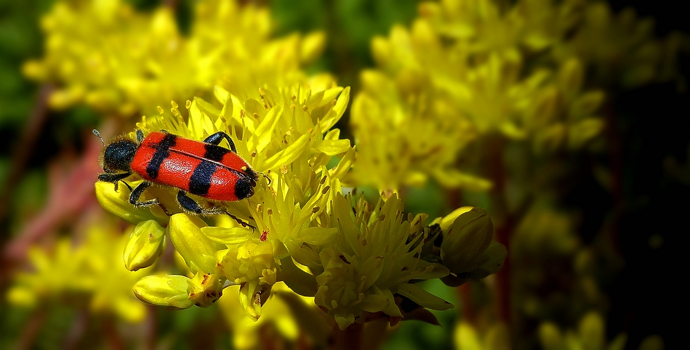 The Living Forest (431) : Bee Wolf