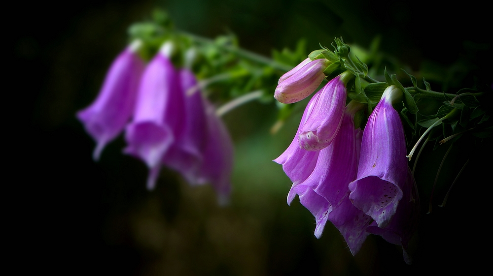 The Living Forest (432) : Foxglove