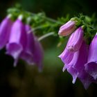 The Living Forest (432) : Foxglove