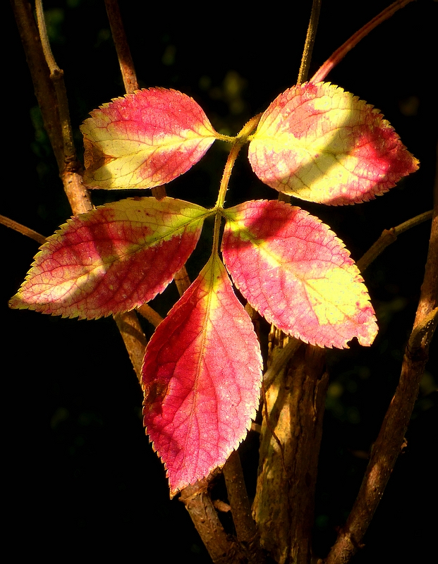 The Living Forest (433) : First sign of Autumn