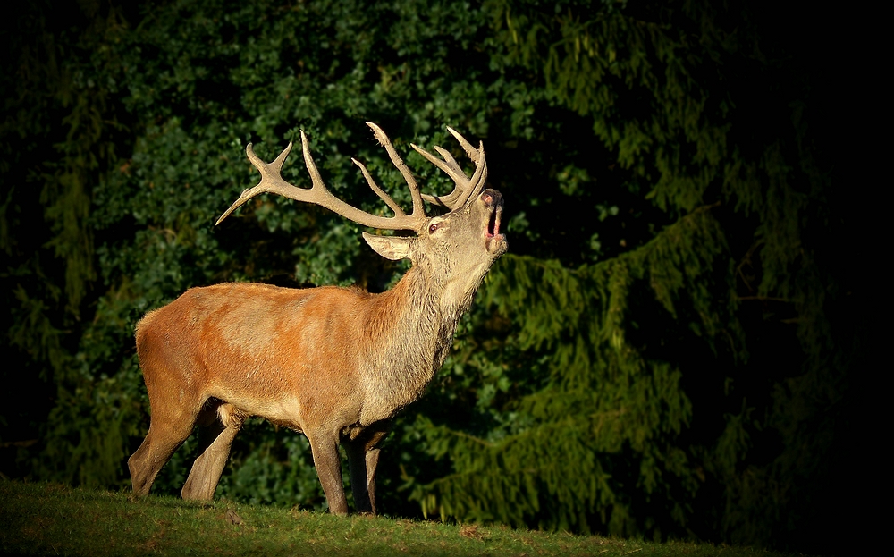 The Living Forest (436) : Red Deer