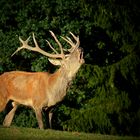 The Living Forest (436) : Red Deer