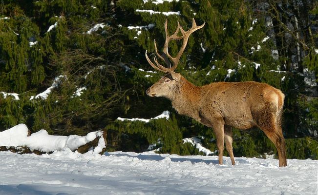 The Living Forest (437) : Red Deer