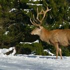 The Living Forest (437) : Red Deer