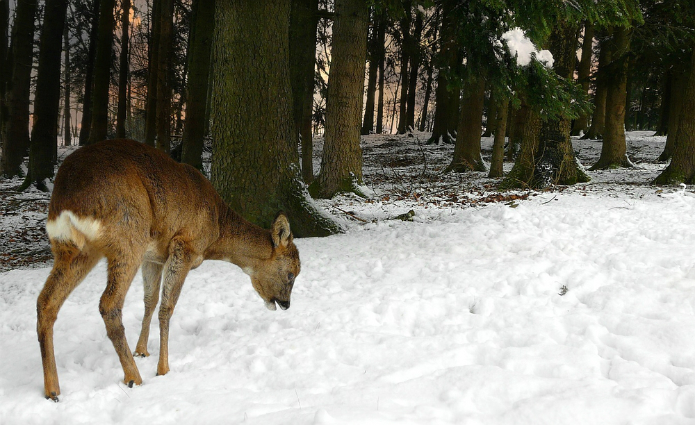 The Living Forest (438) : Roe deer