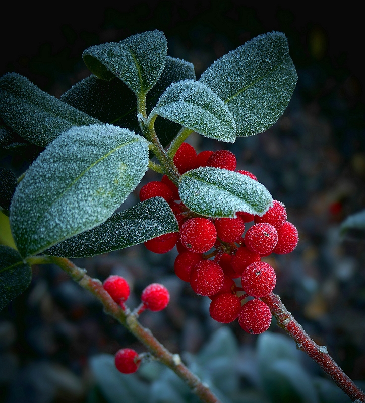 The Living Forest (439) : Holly 